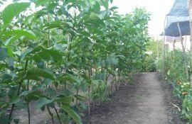 nuc puieți export - AgroExpert.md
