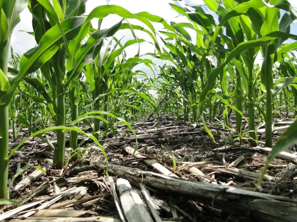 Урожайность кукурузы по технологии no-till растет поэтапно.   