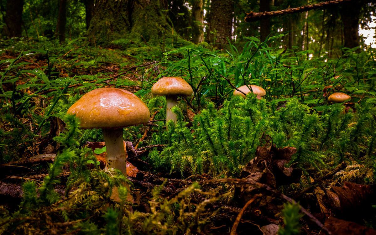 Лесные грибы - AgroExpert.md
