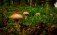 Лесные грибы - AgroExpert.md