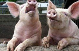 porci România pestă - AgroExpert.md