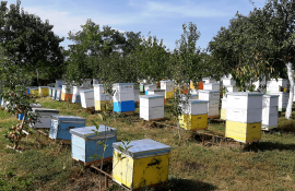 albine, pregatire iarna - AgroExpert