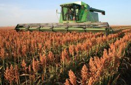 sorg sua secetă - AgroExpert.md