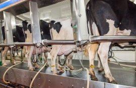 lapte producție - UE - agroExpert.md