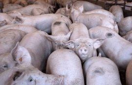 porc animale femieri - AgroExpert.md