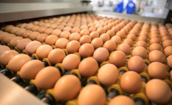 ouă Marea Britanie restricții - AgroExpert.md