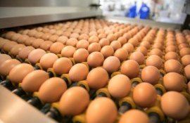 ouă Marea Britanie restricții - AgroExpert.md