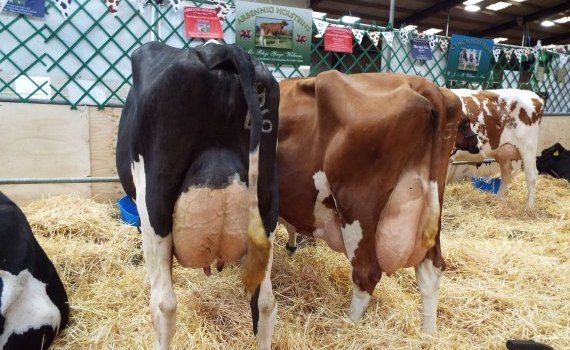 vaci producție lapte - AgroExpert.md