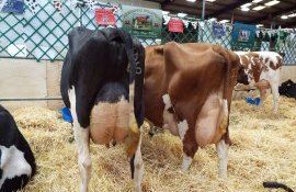 vaci producție lapte - AgroExpert.md