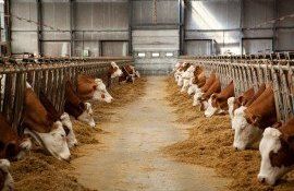 vaci lapte ferme - AgroExpert.md