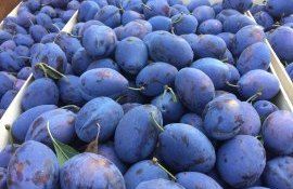 fructe export Moldova - AgroExpert.md