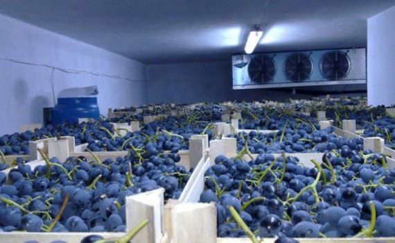 Экспортные товарные запасы молдавского винограда заканчиваются, зима-весна 2023 года будет с дефицитом