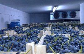 Экспортные товарные запасы молдавского винограда заканчиваются, зима-весна 2023 года будет с дефицитом