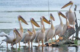 pelicani, gripa virus - AgroExpert.md