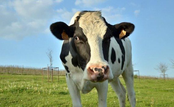 vaca lapte producție - AgroExpert.md