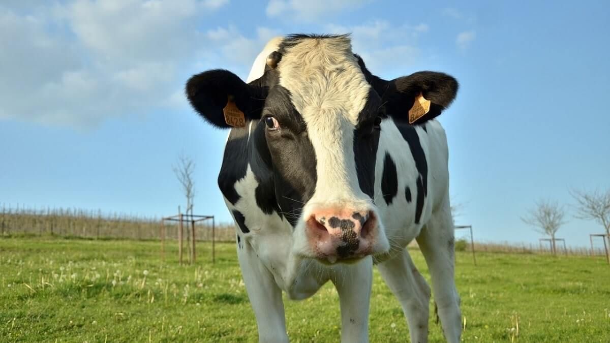 vaca lapte producție - AgroExpert.md
