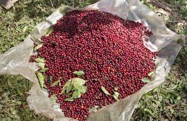 cafea productie creștere - AgroExpert.md