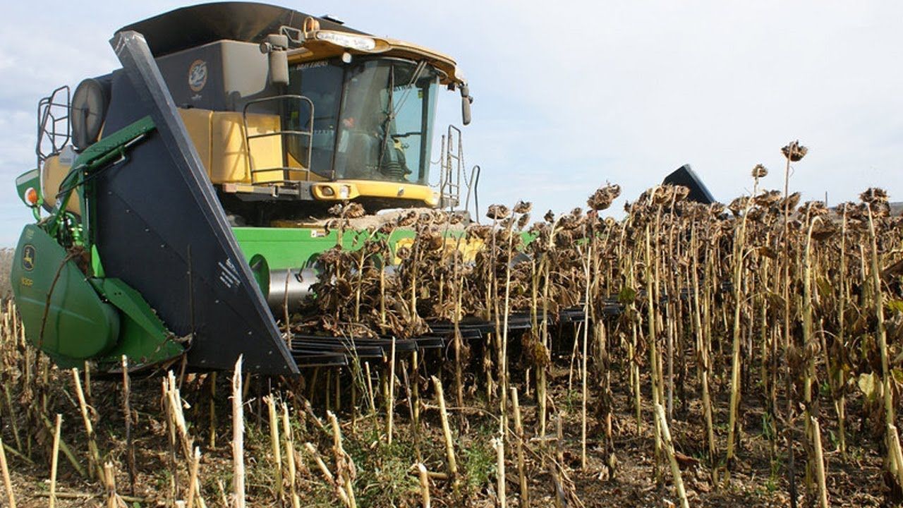 recolta ue floarea sorelui - AgroExpert.md