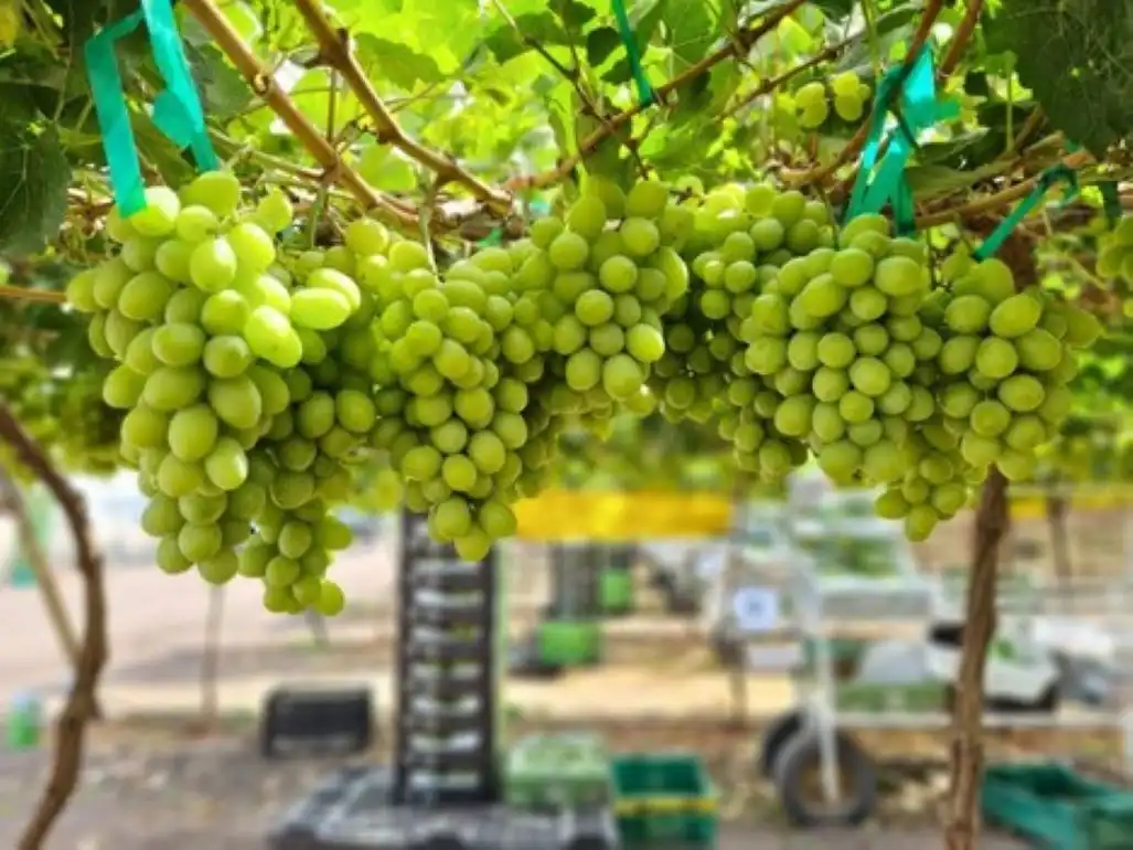 Виноград с нетрадиционным вкусом все больше привлекает покупателей – прогноз селекционера IFG   