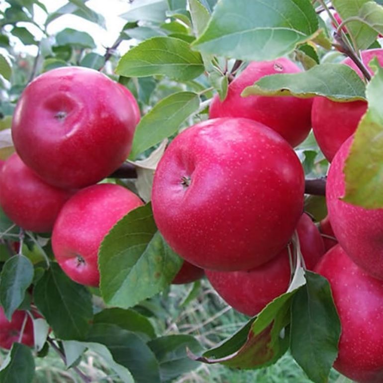 Незначительное увеличение цен в Молдове на «немодные» сорта яблок– возможные причины
