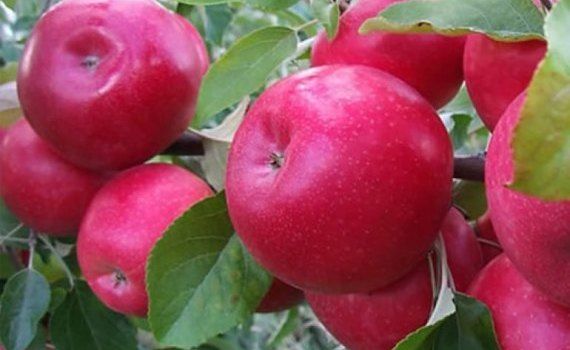 Незначительное увеличение цен в Молдове на «немодные» сорта яблок– возможные причины