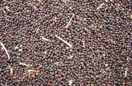 rapiță prețuri UE - AgroExpert.md