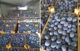 Оптовые продажи молдавской сливы продолжаются, потребитель - внутренний рынок