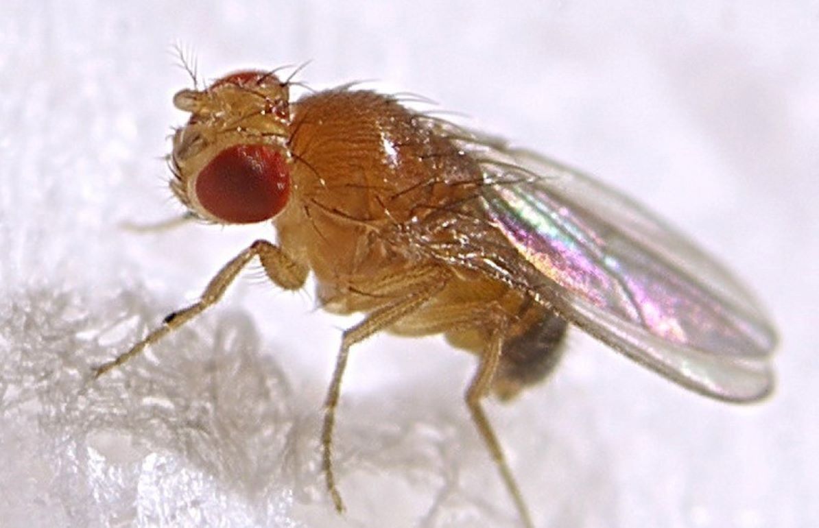 Технология применения стерильных насекомых опережает по эффективности защиты роастений химические пестициды