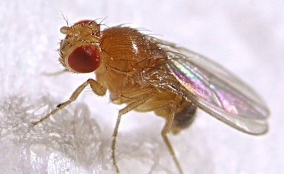 Технология применения стерильных насекомых опережает по эффективности защиты роастений химические пестициды