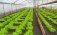 Технология плазменной обработки семян благотворно влияет на повышение урожайности салатных культур