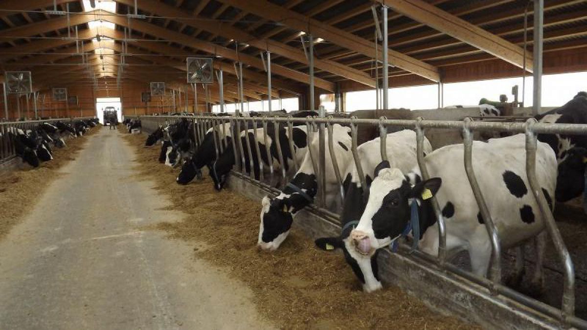 zootehnie investiții vaci - AgroExpert.md