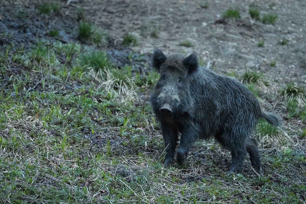 china animale creștere - AgroExpert.md