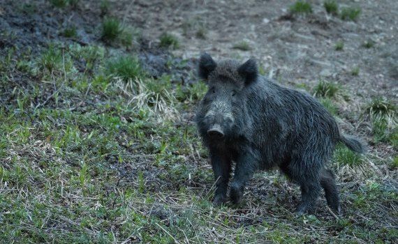 china animale creștere - AgroExpert.md