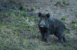 china animale creștere - AgroExpert.md
