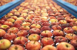 mere export Rusia - AgroExpert.md