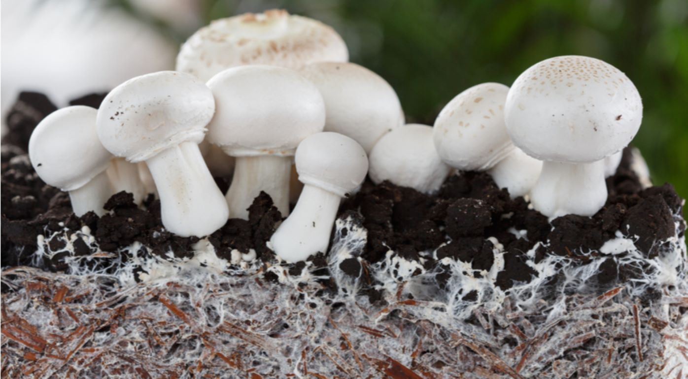 Условия выращивания гриба шампиньоны. Мицелий гриб шампинион. Мицелий грибов шампиньонов. Мицелия грибов шампиньон полевой. Шампиньоны культивируемые.