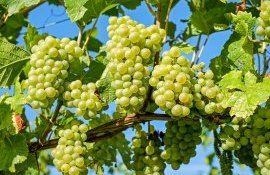 struguri export Moldova - AgroExpert.md