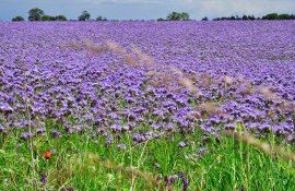 facelia cultivare România - AgroExpert.md