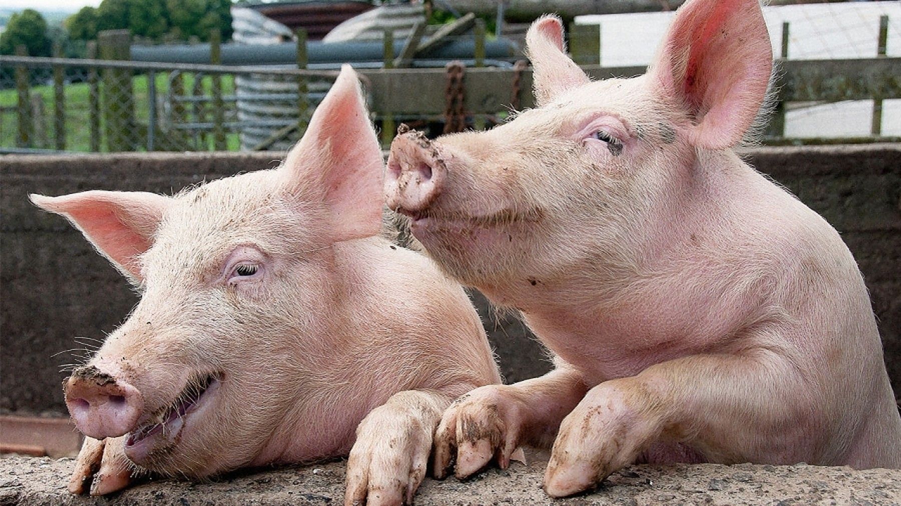 Франция свинья. Свиньи. Фото свиньи. Свинья взрослая. Свинья с поросятами.