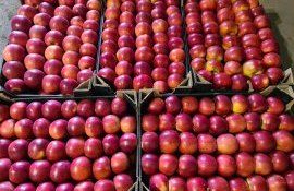 mere export Moldova - AgroExpert.md