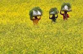 muștar India culturâ - AgroExprt.md