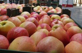 mere export producători - AgroExpert.md