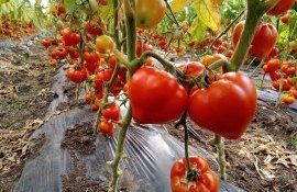 roșii import Modova - Agroexpert.md