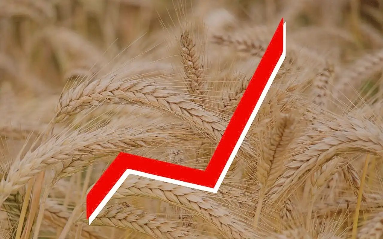 За год зерно в странах Евросоюза подорожало на 45%   