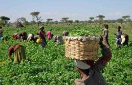 africa agricultua suport - AgroExpert.md