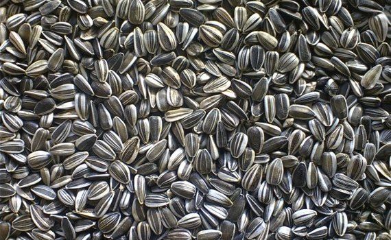 semințe prețuri record - AgroExpert.md