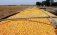 Пошлины на украинскую кукурузу - AgroExpert.md
