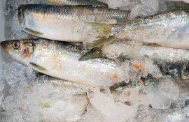 peste sua contaminare - AgroExpert.md