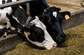 vaci lapte ferme - AgroExpert.md