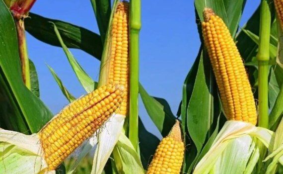 rekord-urozhajnosti-kukuruzy-agroexpert.md
